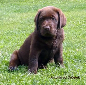 Antonín od Čečetek Labradorský retriever hnědý s PP