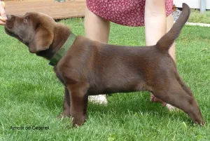  Labradorský retriever hnědý s PP