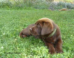  Labradorský retriever hnědý s PP
