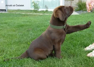  Labradorský retriever hnědý s PP