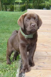  Labradorský retriever hnědý s PP