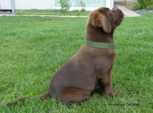  Labradorský retriever hnědý s PP