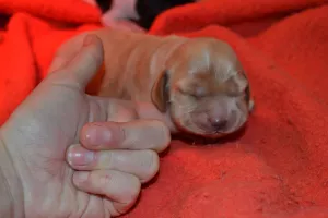 Prodám Anglického kokršpaněla