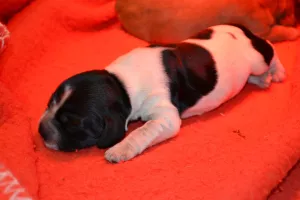 Prodám Anglického kokršpaněla