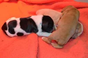 Prodám Anglického kokršpaněla