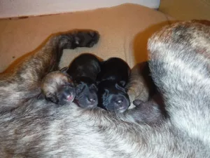  Štěňátka kříženců - zdarma