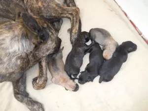  Štěňátka kříženců - zdarma