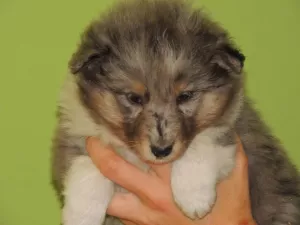  sheltie,šteniatka šeltie