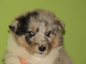  sheltie,šteniatka šeltie