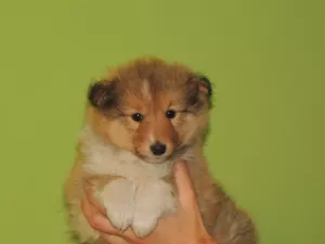  sheltie,šteniatka šeltie