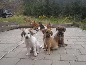 Psi Fido a Cyril Štěňata kříženců z Králického Sněžníku