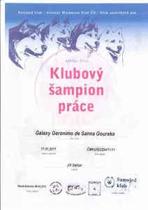  SAMOJED štěňátka s PP