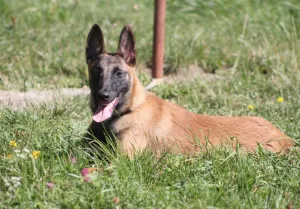  Belgický ovčák - Malinois