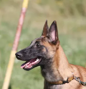  Belgický ovčák - Malinois