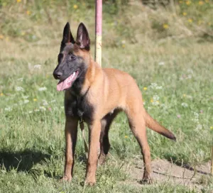  Belgický ovčák - Malinois