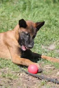  Belgický ovčák - Malinois