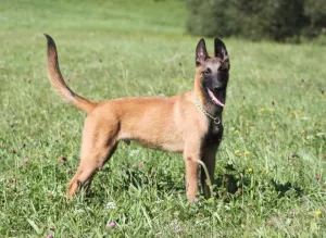  Belgický ovčák - Malinois