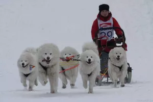  SAMOJED štěňátka s PP