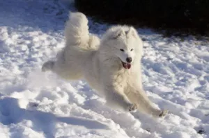  SAMOJED štěňátka s PP