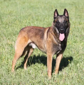  Belgický ovčák - Malinois