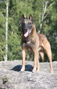  Belgický ovčák - Malinois