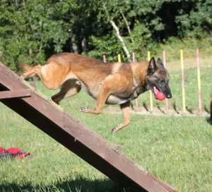  Belgický ovčák - Malinois
