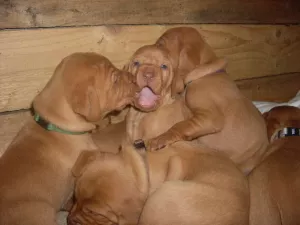  Maďarský ohař krátkosrstý (vizsla) s PP