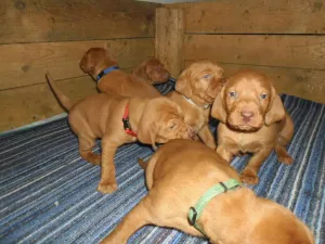  Maďarský ohař krátkosrstý (vizsla) s PP