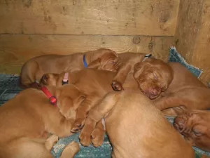  Maďarský ohař krátkosrstý (vizsla) s PP