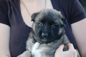 Aramis Belgický ovčák Tervueren-GRIS barva!