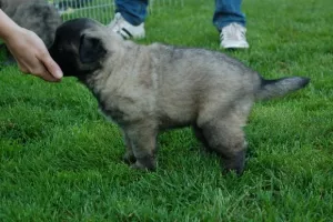 Anika Belgický ovčák Tervueren-GRIS barva!