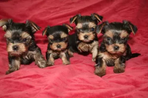  Yorkshire terrier - Prodej