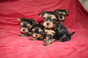  Yorkshire terrier - Prodej