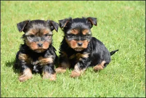  Yorkshire terrier - Prodej