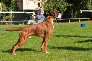  krycí pes - německý boxer