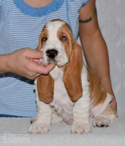  Štěňata basset hound