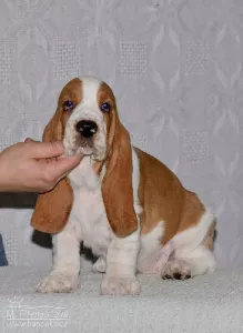  Štěňata basset hound