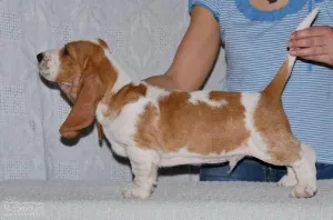  Štěňata basset hound