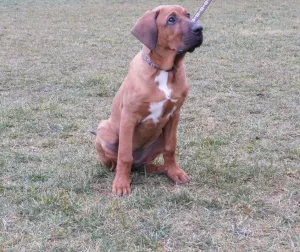  Tosa Inu fenka na prodej