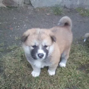  Akita-Inu