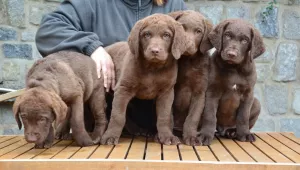  CHesapeake Bay retriever s PP