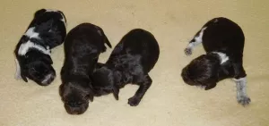  Štěňata Německý křepelák CHS Radhaften