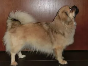  Tibetský španěl-štěňata