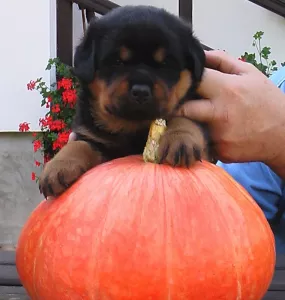  Rotvajler štěňátka