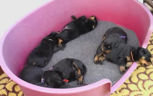  Rotvajler štěňátka