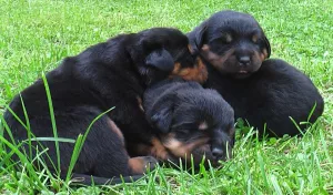  Rotvajler štěňátka