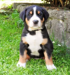  Velký švýcarský salašnický pes s PP