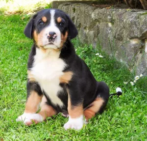  Velký švýcarský salašnický pes s PP