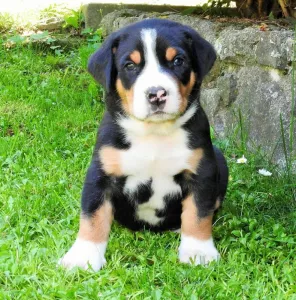  Velký švýcarský salašnický pes s PP