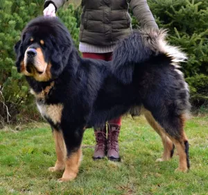  Tibetská doga štěňata s PP 2016